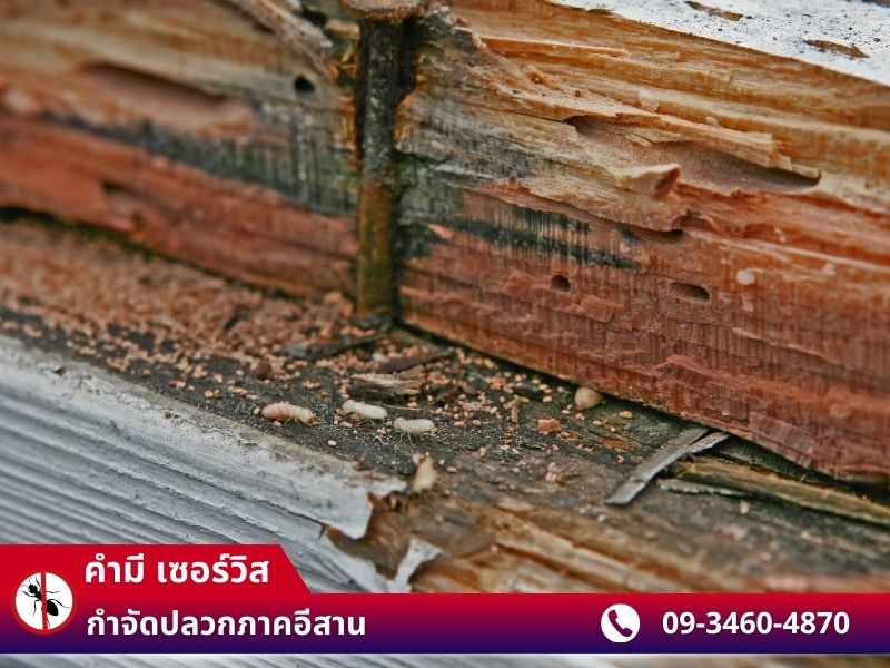 รับฉีดปลวกใกล้ฉัน ร้อยเอ็ด